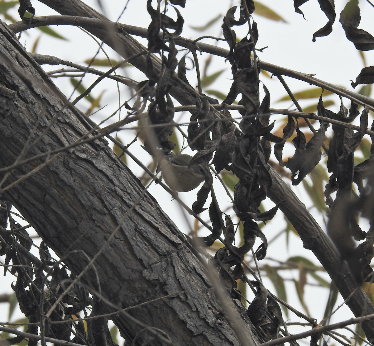 Black-throated Blue Warbler - ML647449406