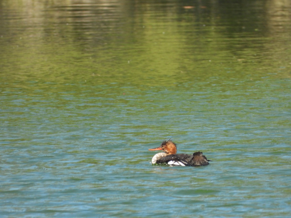 ウミアイサ - ML647449410