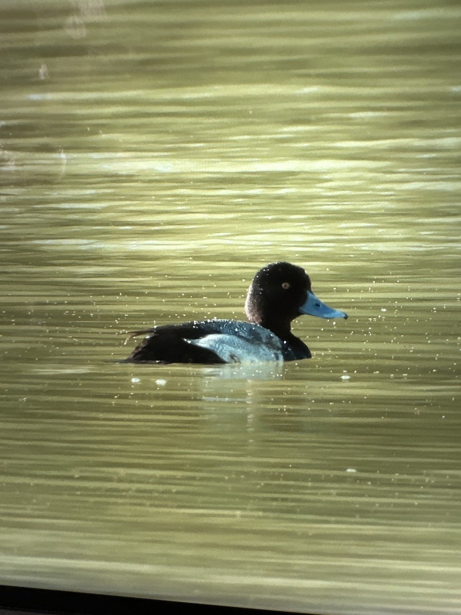 コスズガモ - ML647449415