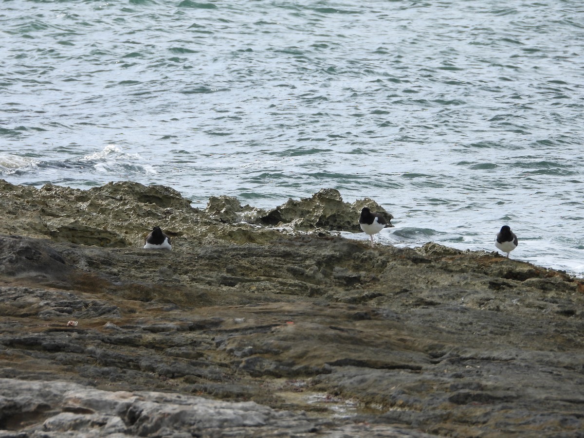 Кулик-сорока американський - ML647449425