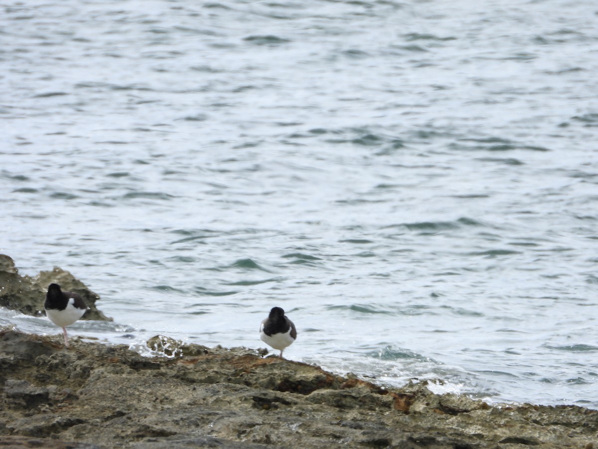 Кулик-сорока американський - ML647449426