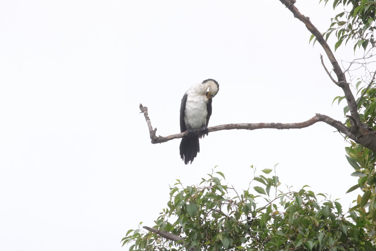 Little Pied Cormorant - ML647449427