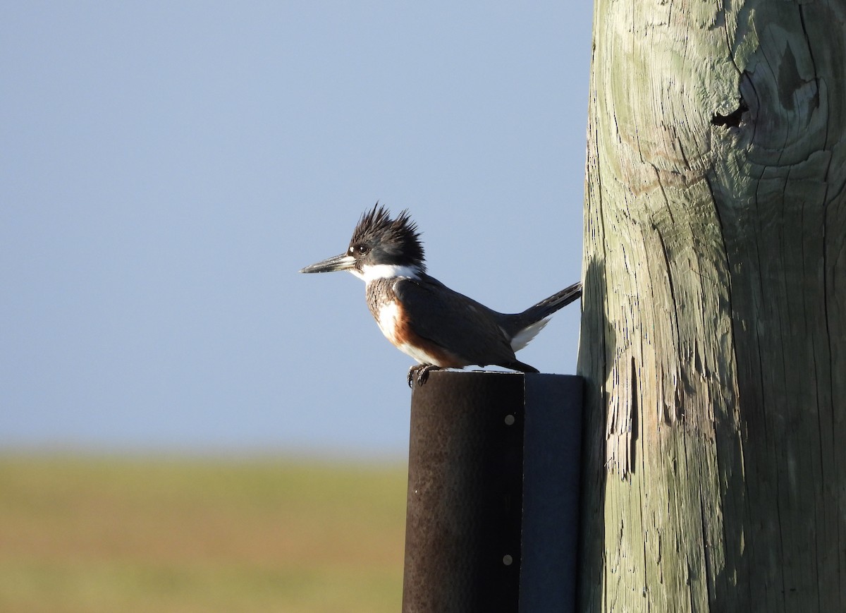 アメリカヤマセミ - ML647449430