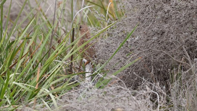 Brown Quail - ML647449445
