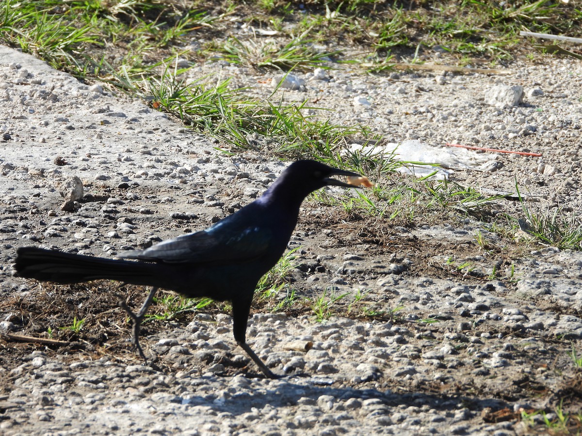 Гракл прибережний - ML647449447