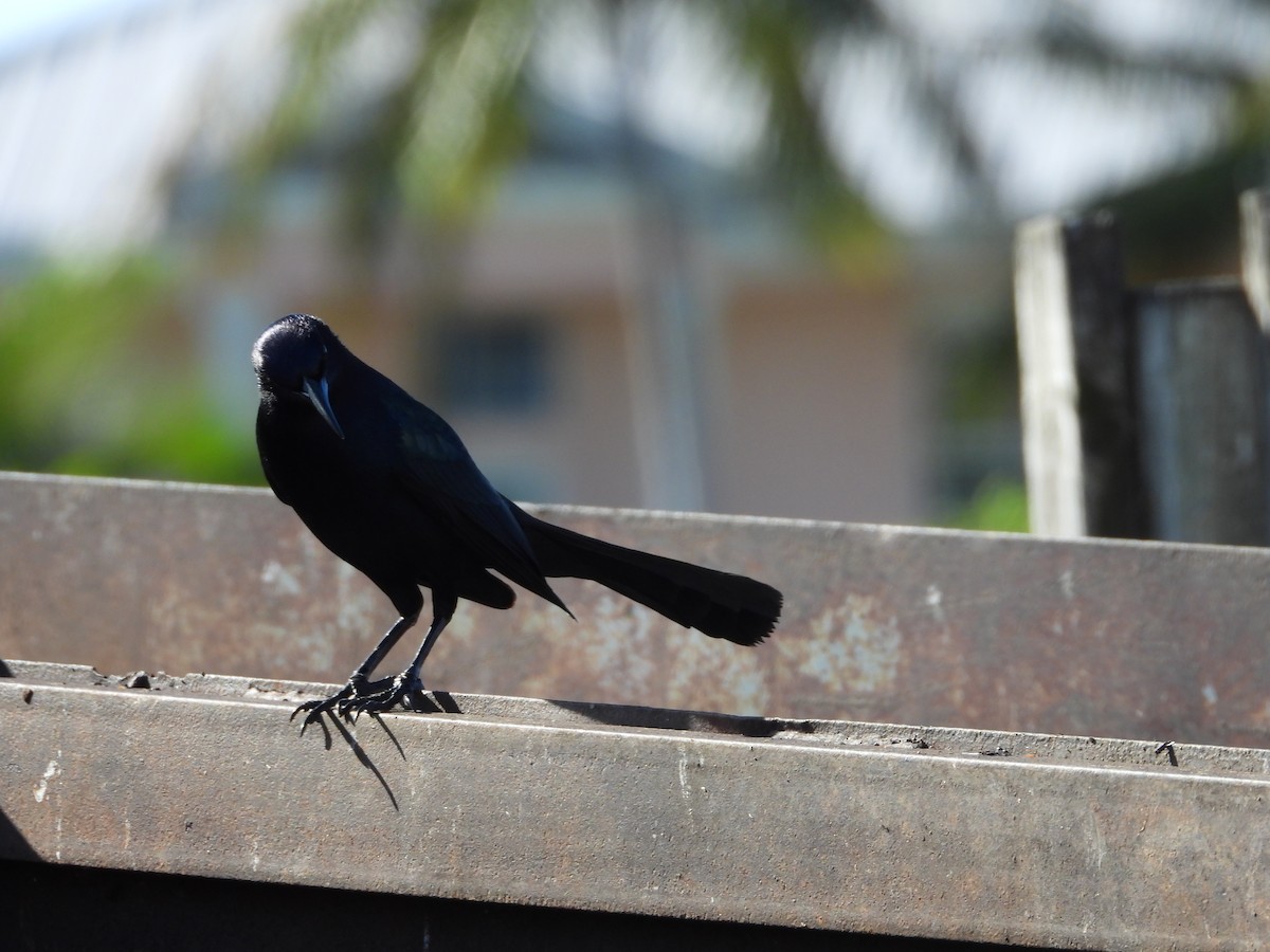 Гракл прибережний - ML647449450