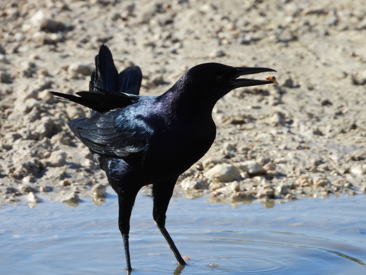 Гракл прибережний - ML647449451