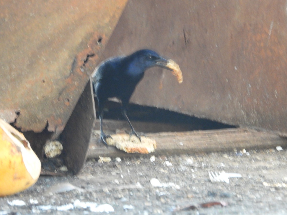 Гракл прибережний - ML647449452