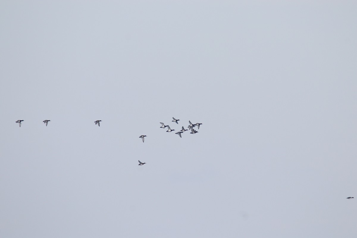 Greater Scaup - ML647449460