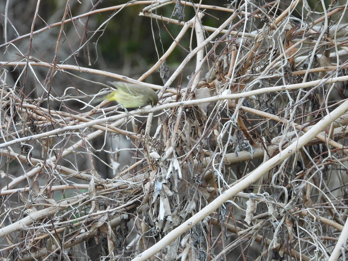 ヤシアメリカムシクイ - ML647449461