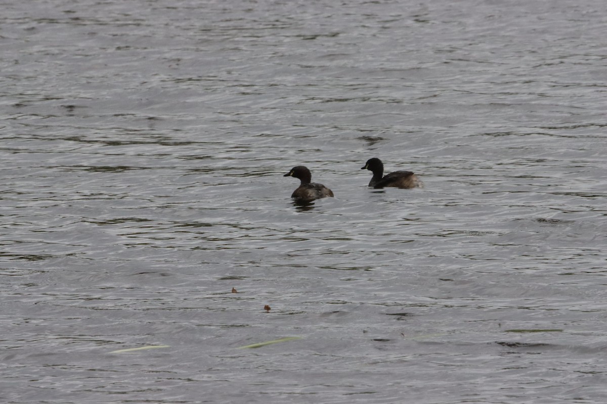 Australasian Grebe - ML647449463
