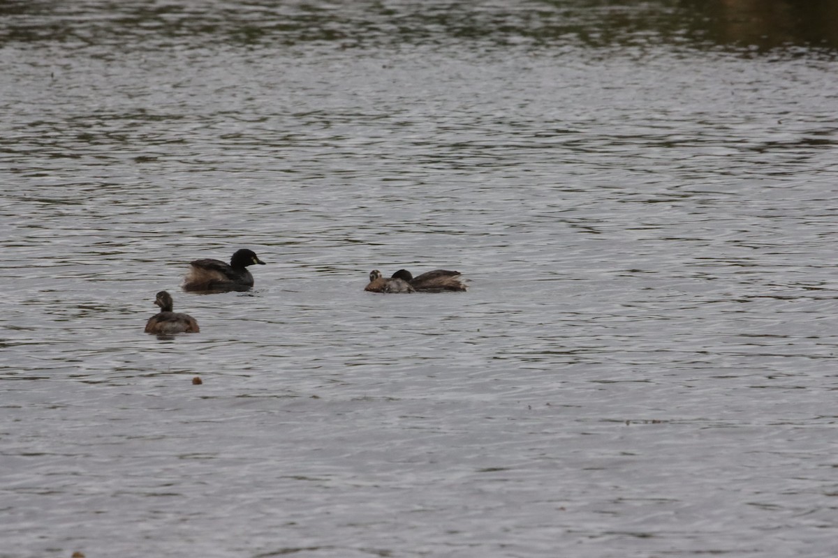 Australasian Grebe - ML647449464