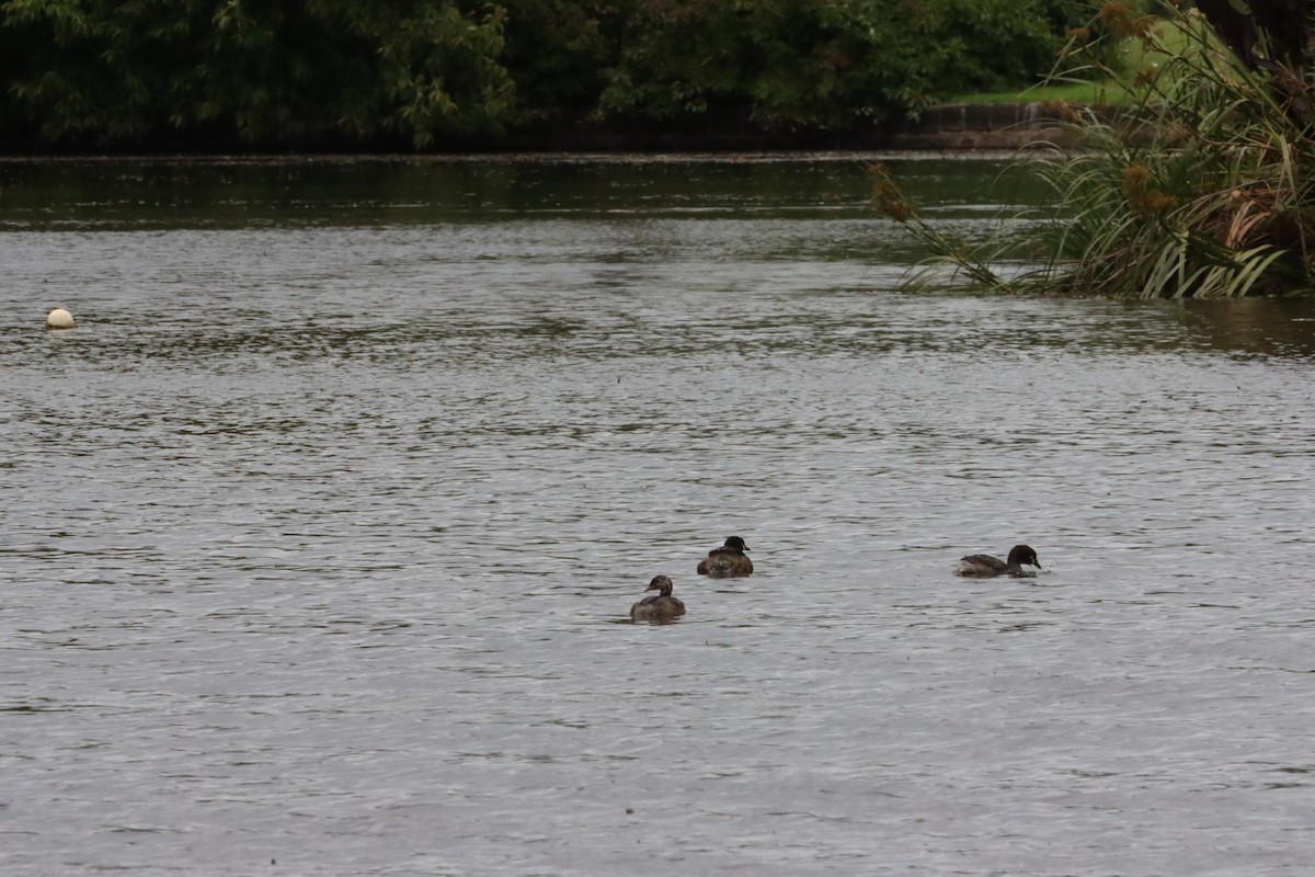 Australasian Grebe - ML647449465