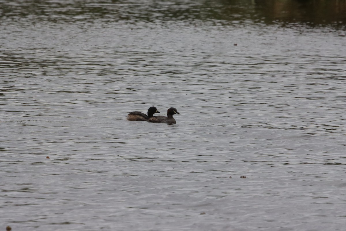 Australasian Grebe - ML647449466