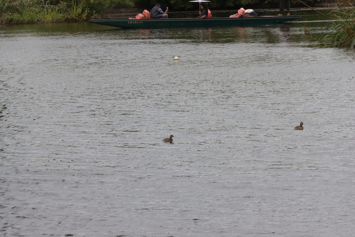 Australasian Grebe - ML647449467