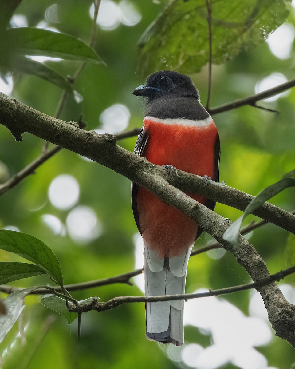 Trogon de Malabar - ML647449469