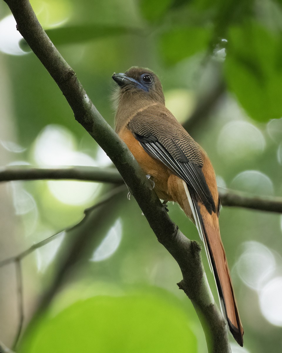 Trogon de Malabar - ML647449470