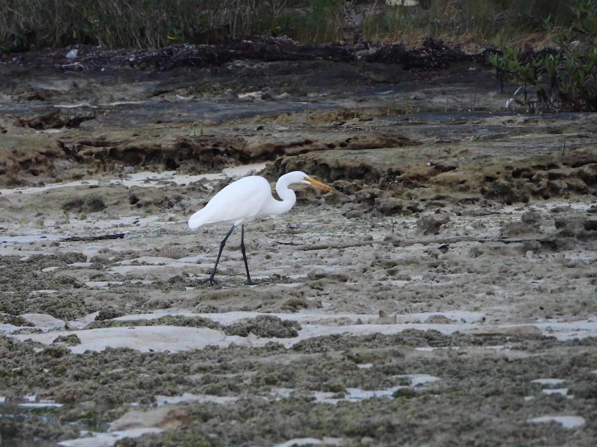 ダイサギ - ML647449472