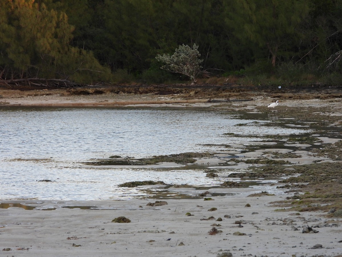 ダイサギ - ML647449473