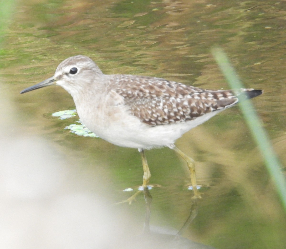 vodouš bahenní - ML647449476