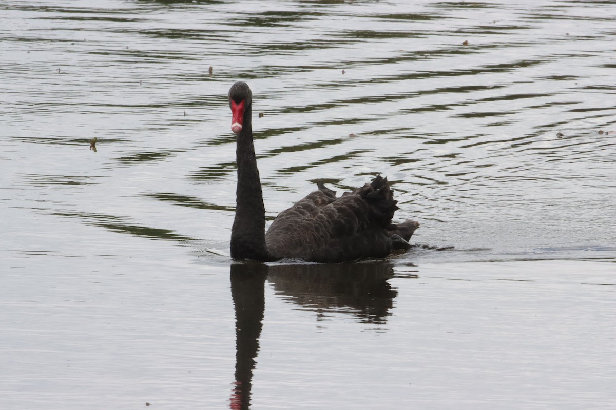 黑天鵝 - ML647449477