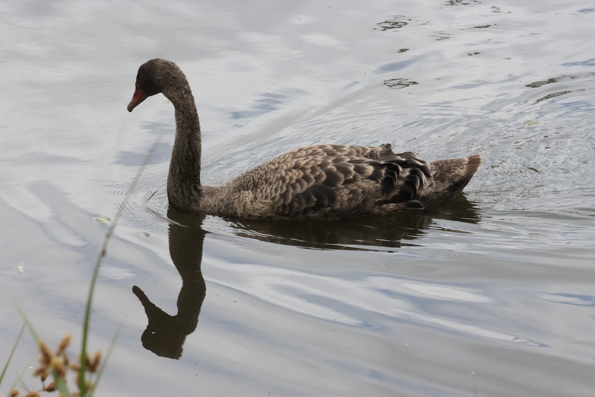 黑天鵝 - ML647449478