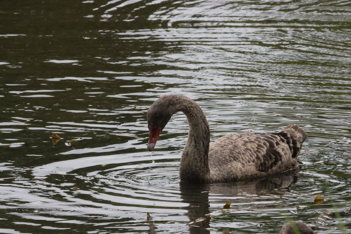 黑天鵝 - ML647449479