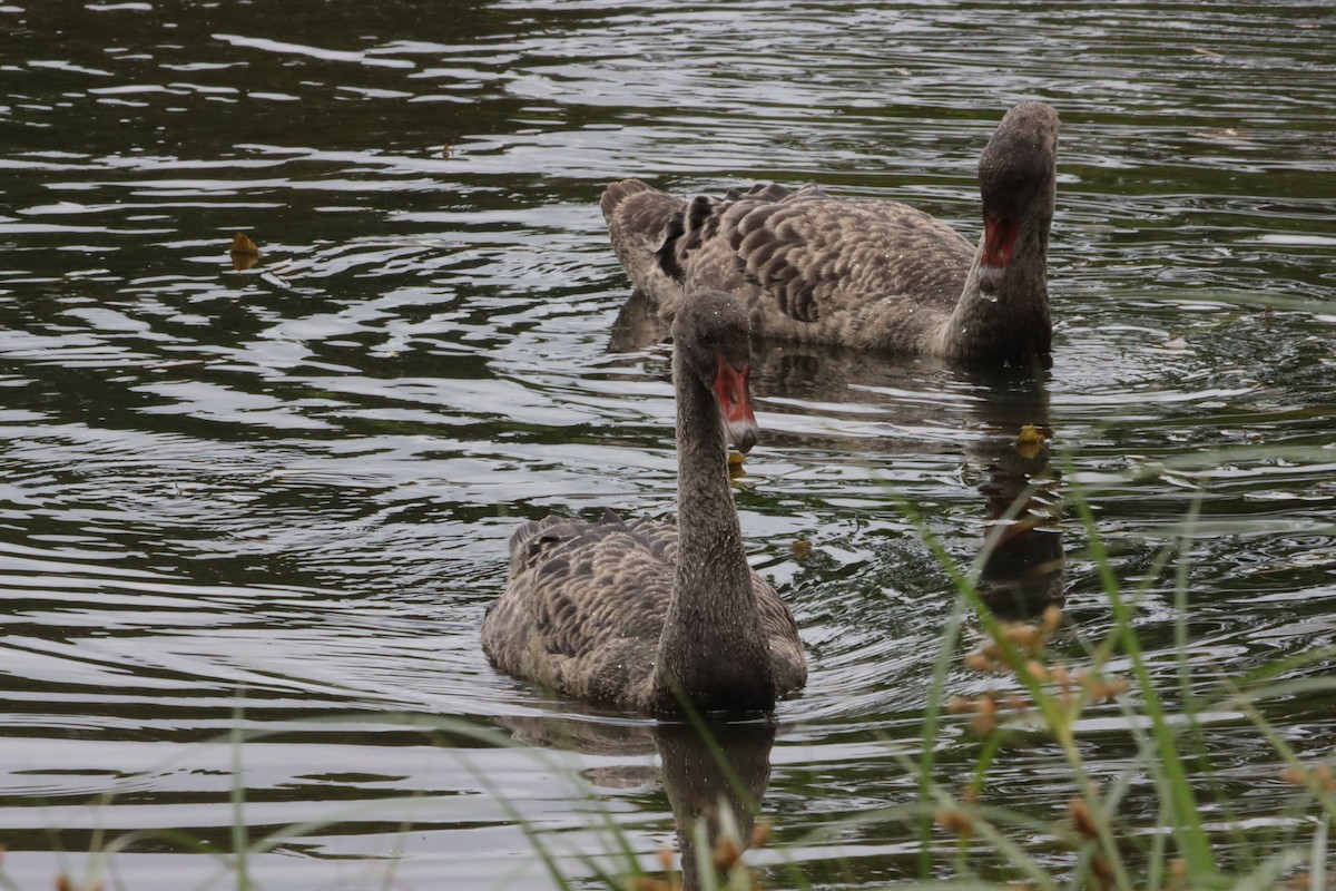 黑天鵝 - ML647449480