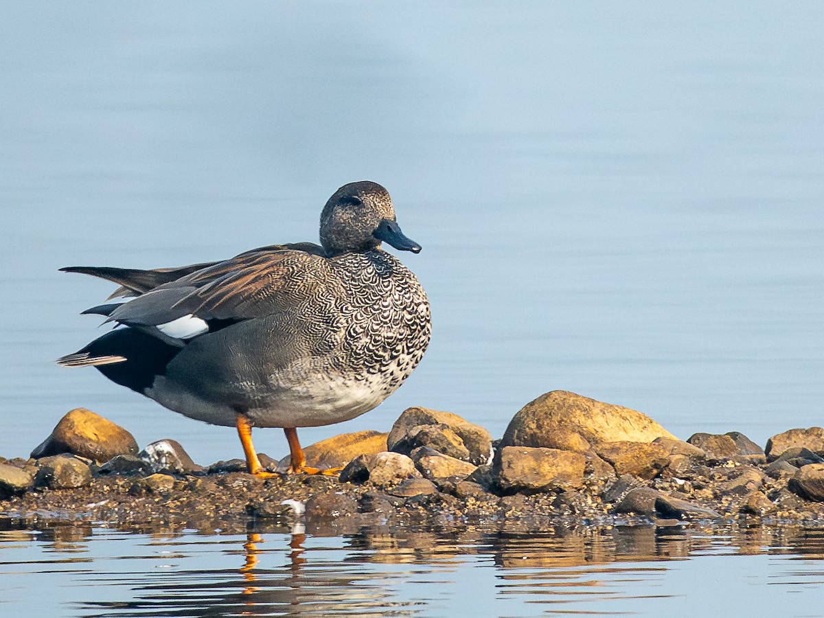 赤膀鴨 - ML647449481