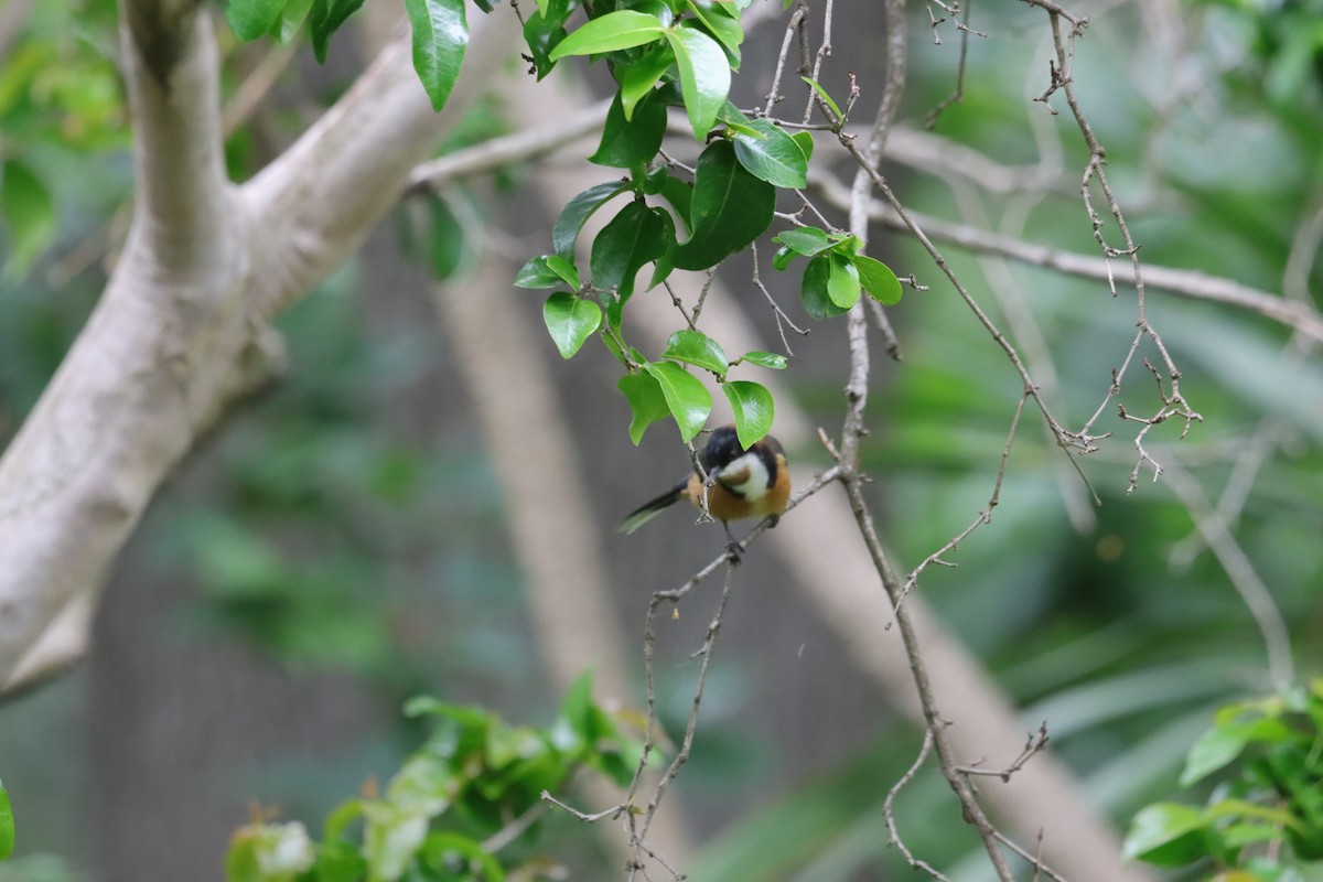 Eastern Spinebill - ML647449485