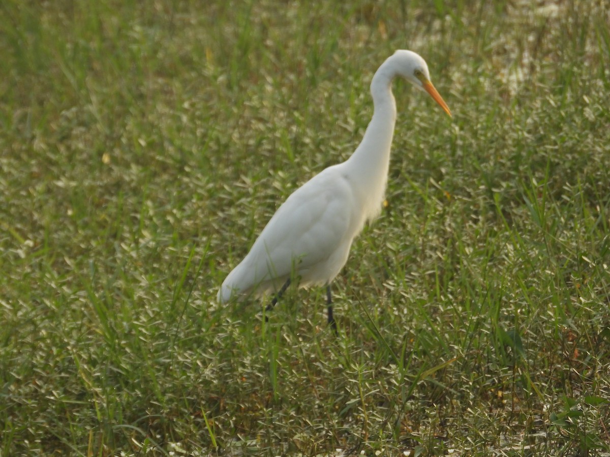 中白鷺 - ML647449490