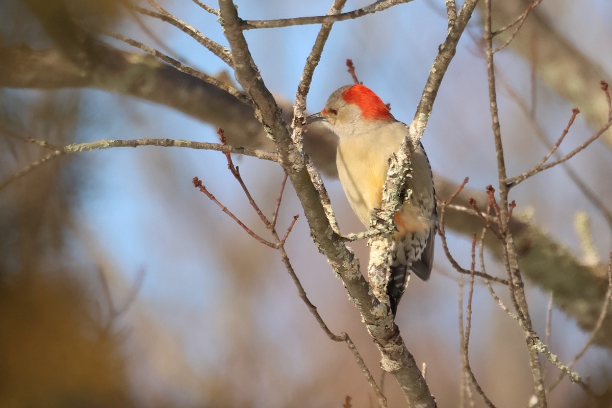 Red-bellied Woodpecker - ML647449493