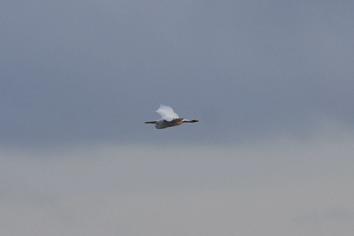 岩鷺 - ML647449494