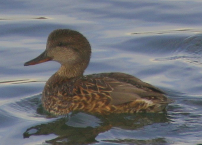 赤膀鴨 - ML647449496