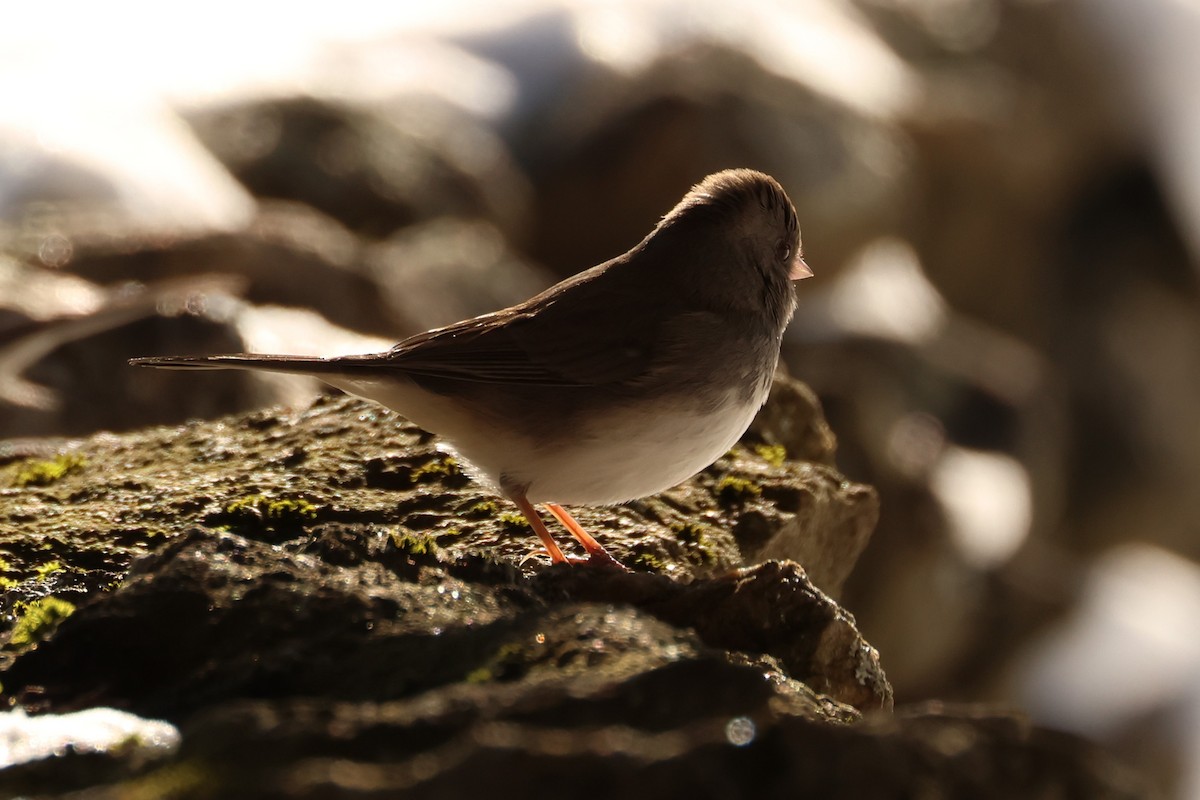 Dark-eyed Junco - ML647449512