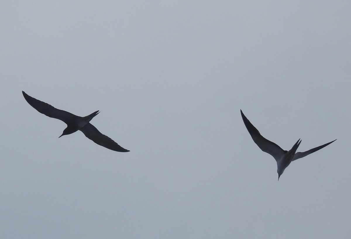 烏領燕鷗 - ML647449515