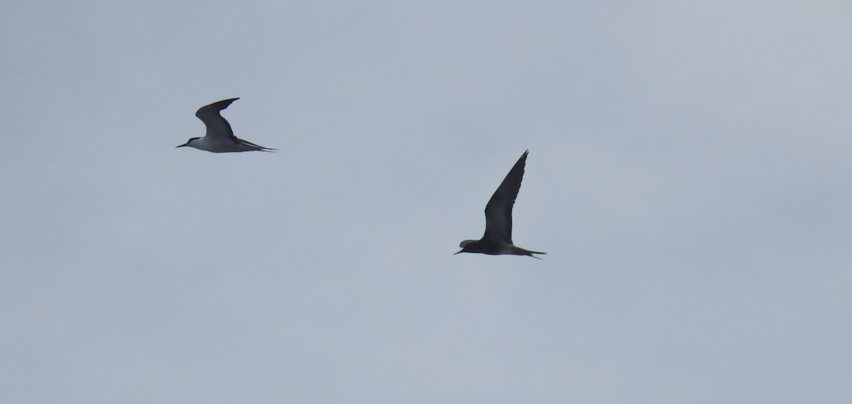 烏領燕鷗 - ML647449516