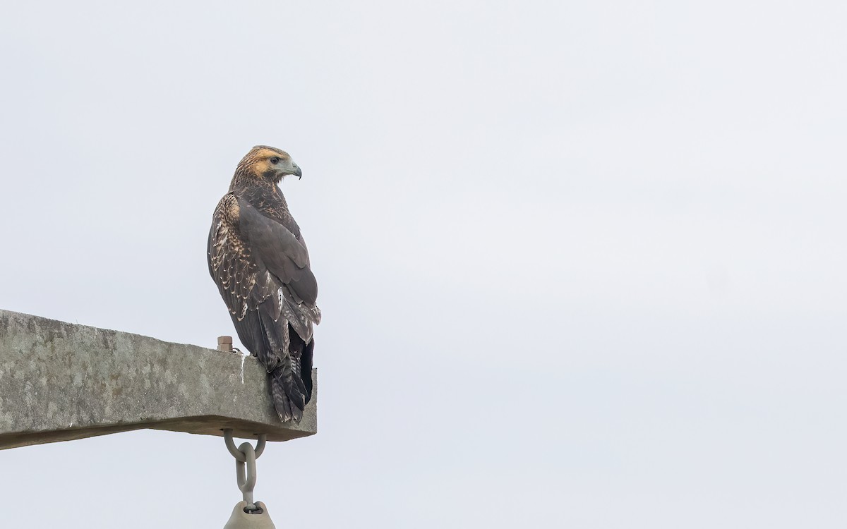 Black-chested Buzzard-Eagle - ML647449517