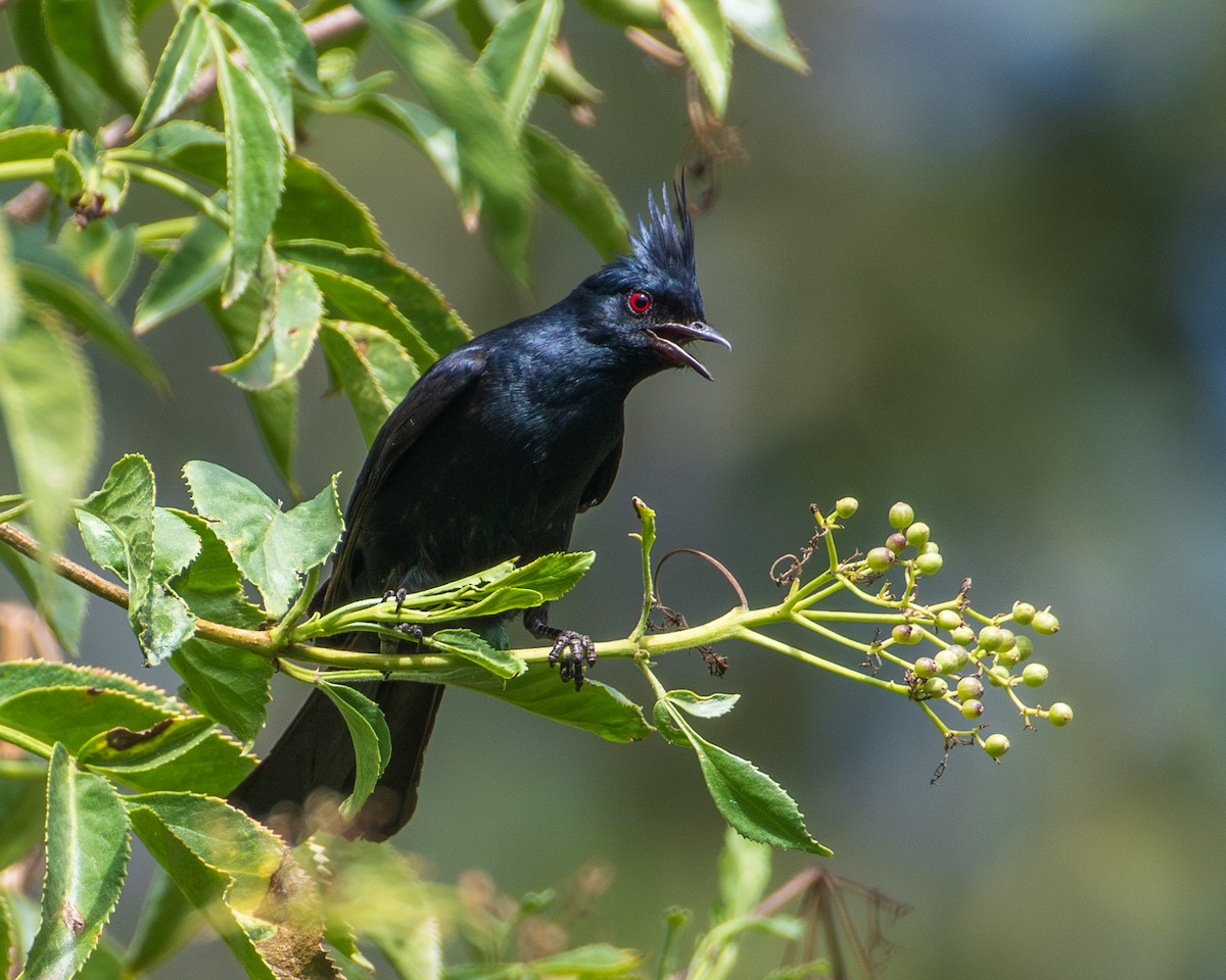 Phainopepla - ML647449521