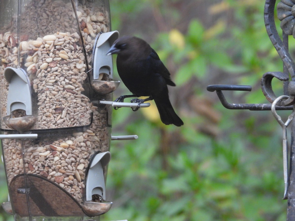 コウウチョウ - ML647449522