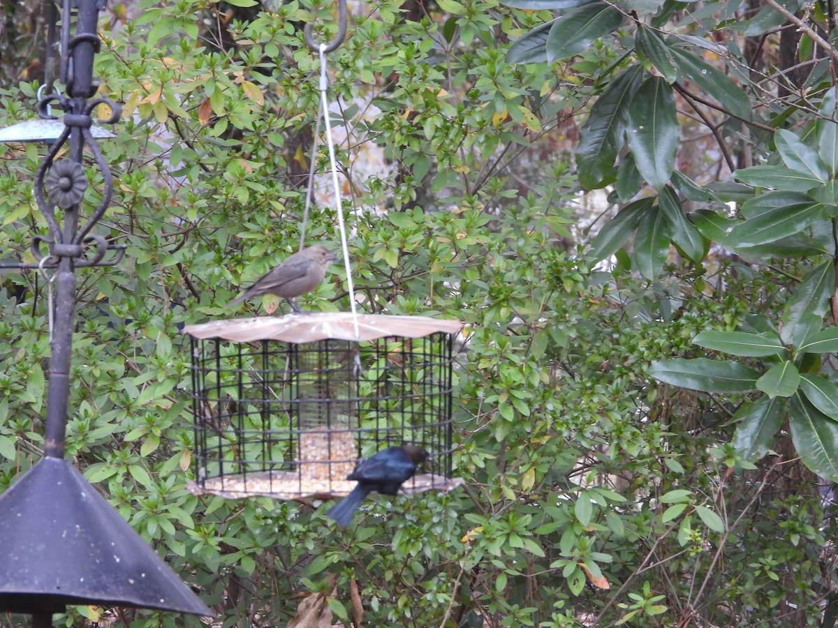 コウウチョウ - ML647449523