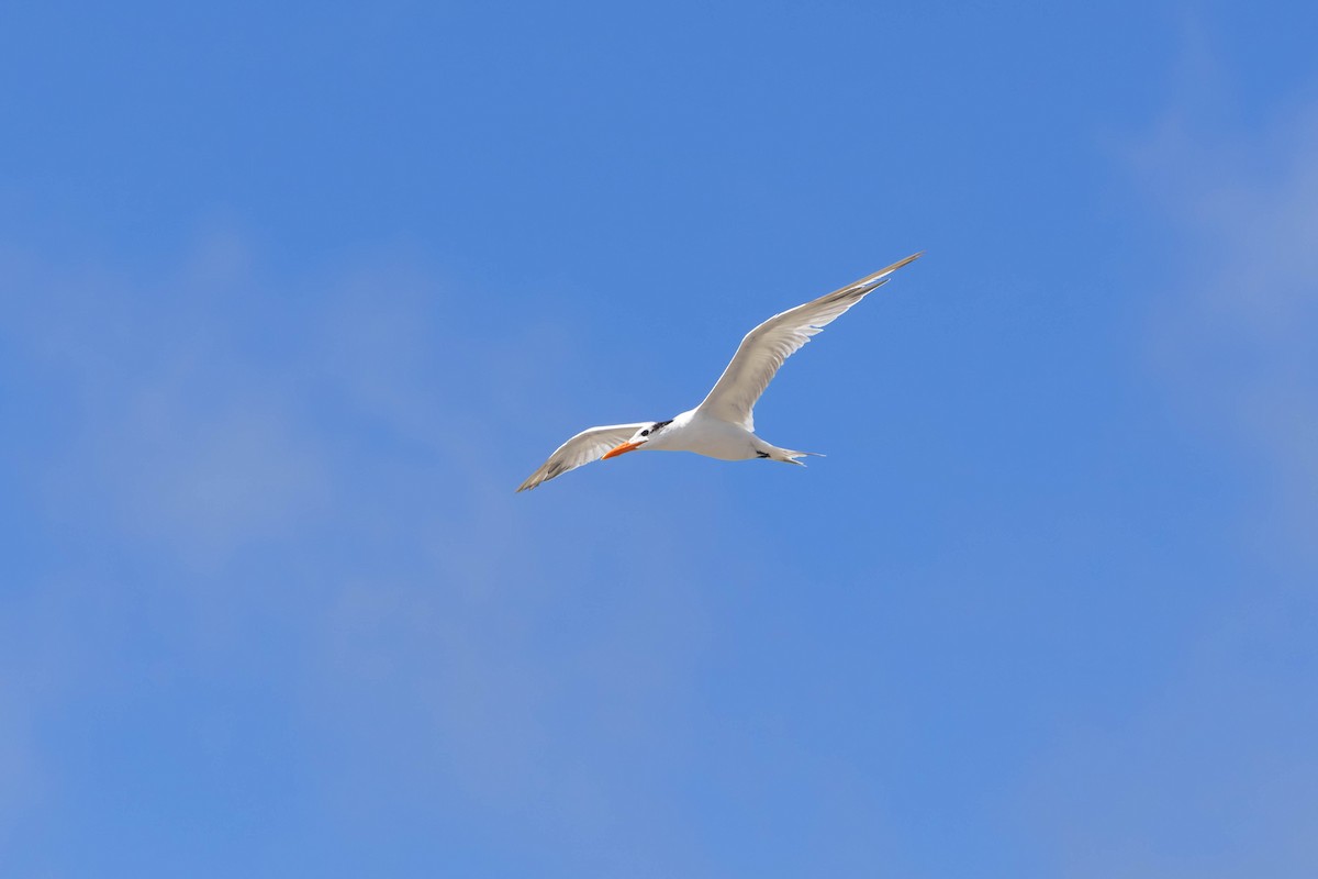 アメリカオオアジサシ - ML647449528