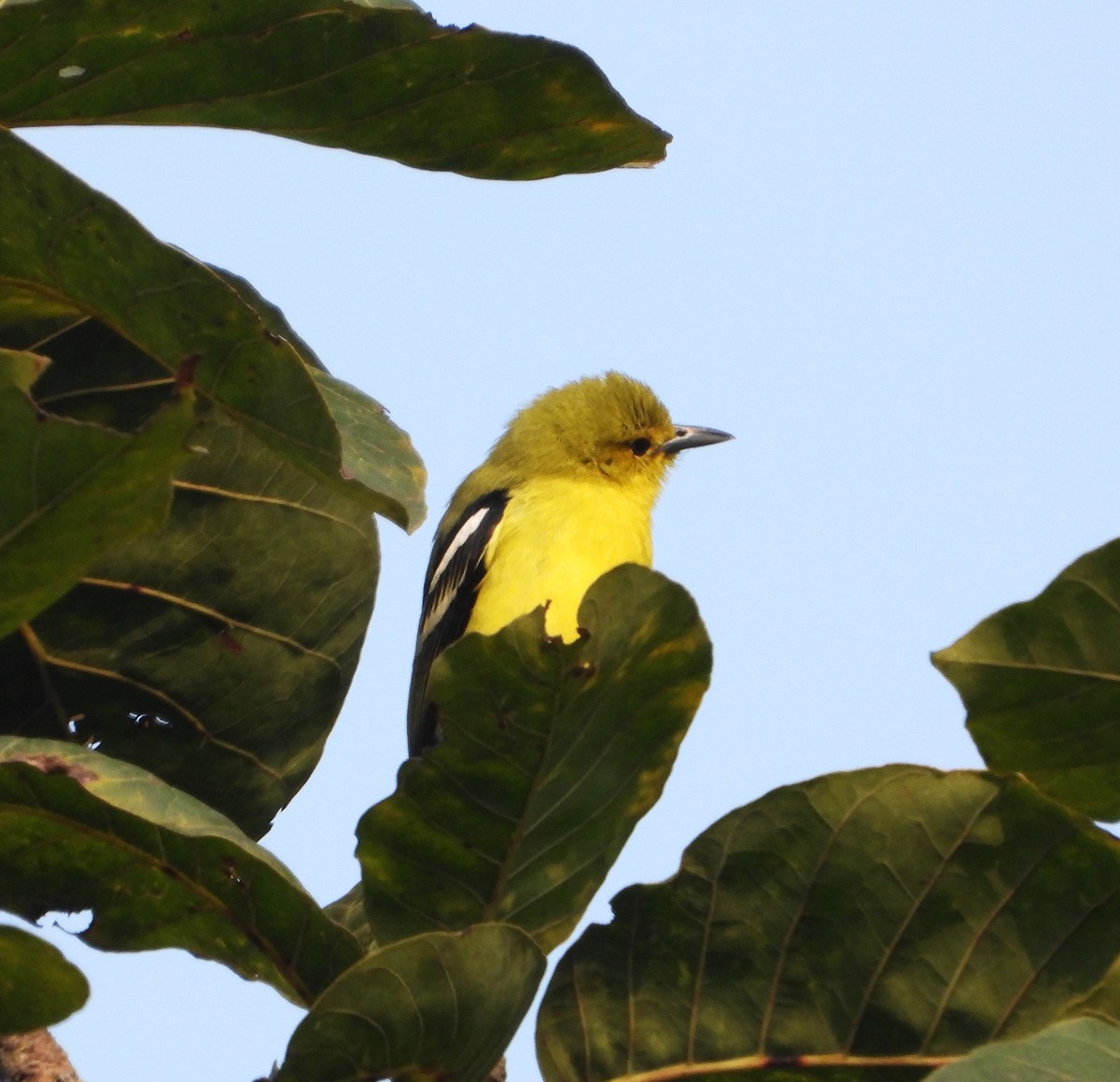 ヒメコノハドリ - ML647449529