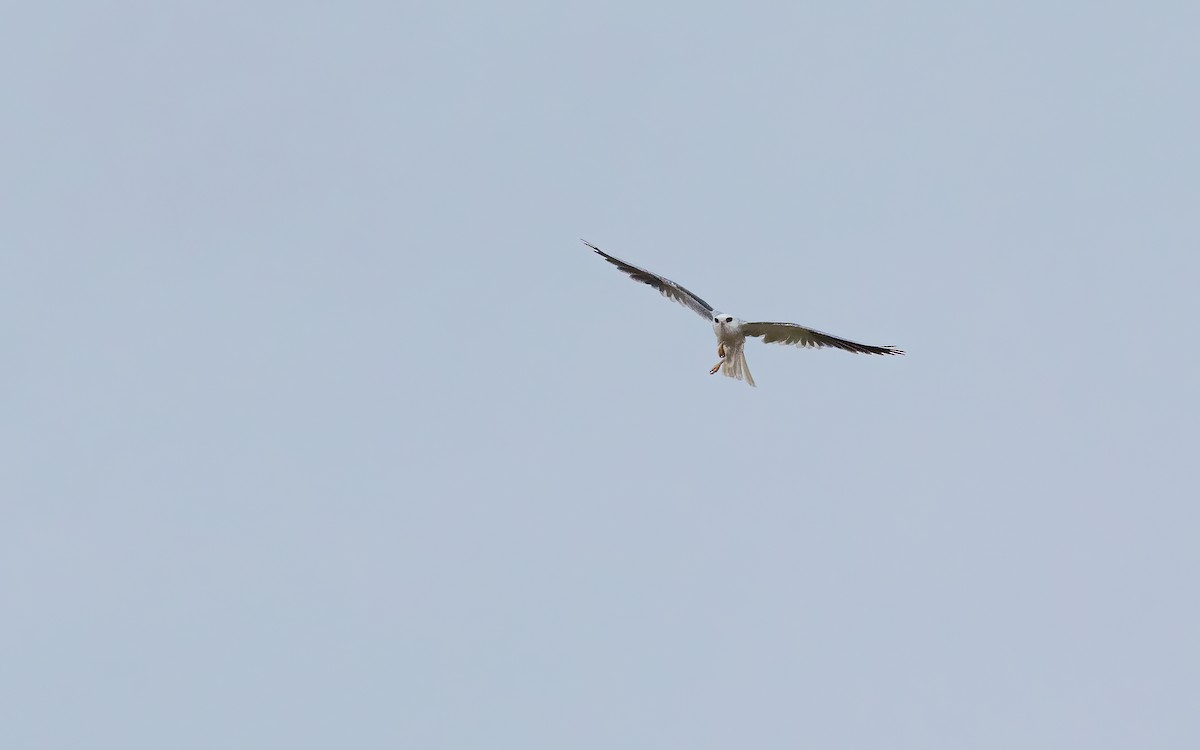 オジロトビ - ML647449531