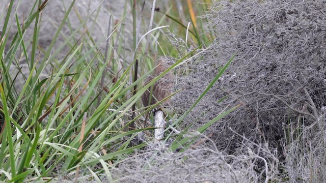 ヌマウズラ - ML647449532