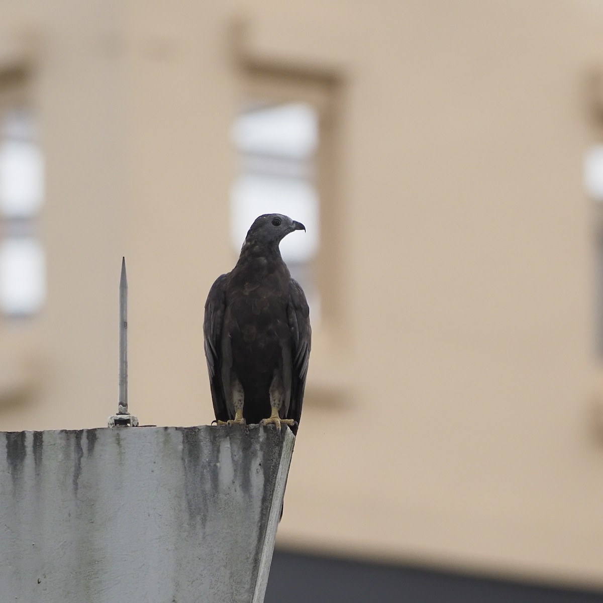 ハチクマ - ML647449533