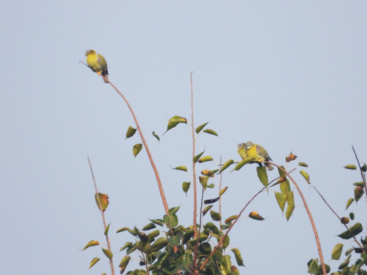 キアシアオバト - ML647449534