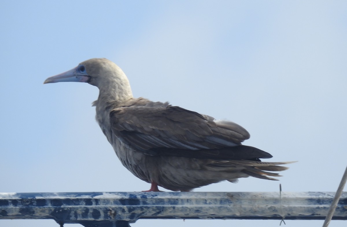 アカアシカツオドリ - ML647449535