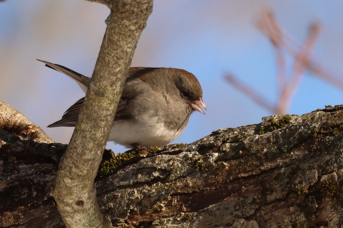 ユキヒメドリ - ML647449543