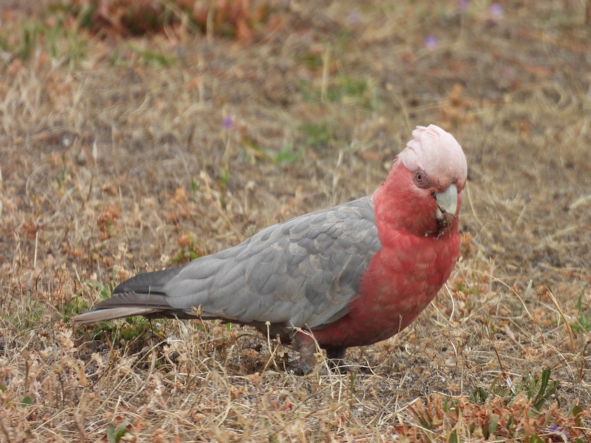 モモイロインコ - ML647449544